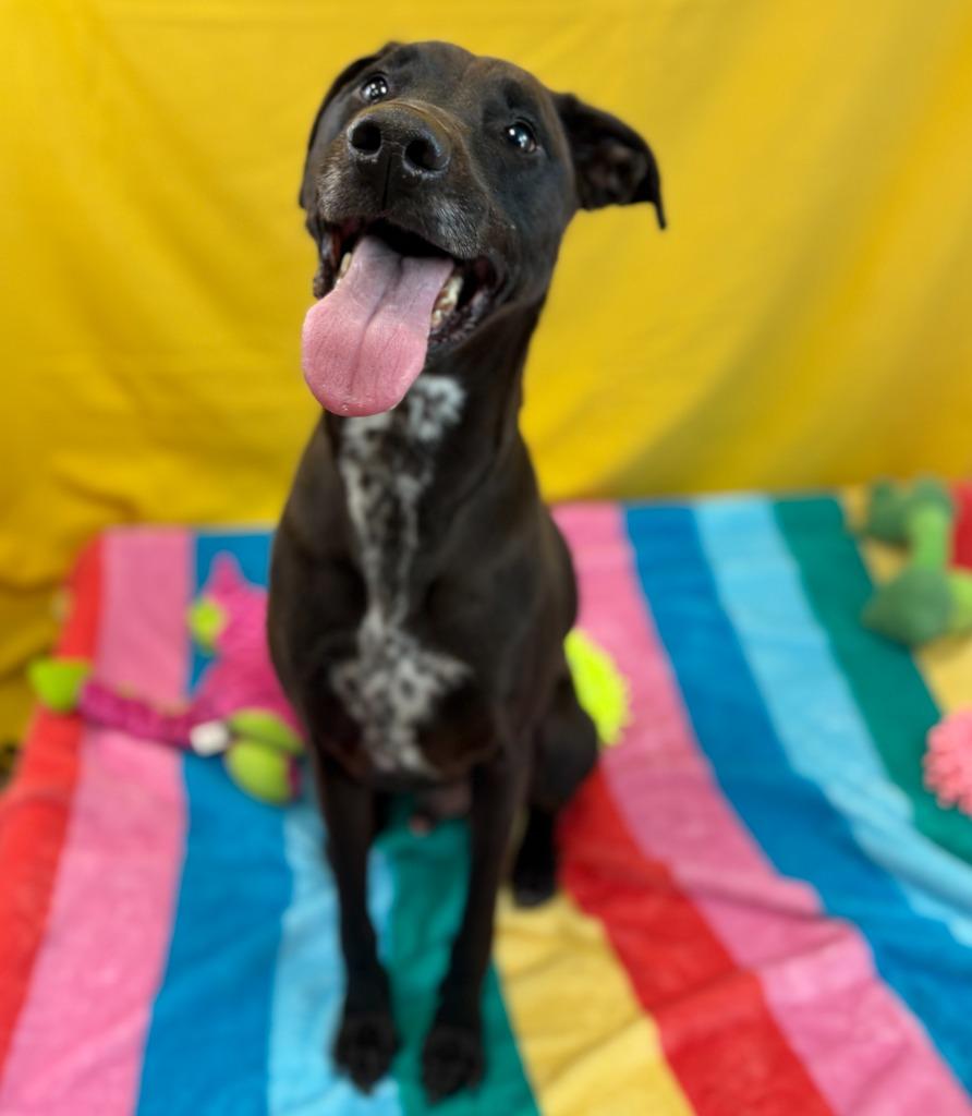 Enlarge Phoenix, a Adoptable mixed breed in Nacogdoches, TX image 2/6