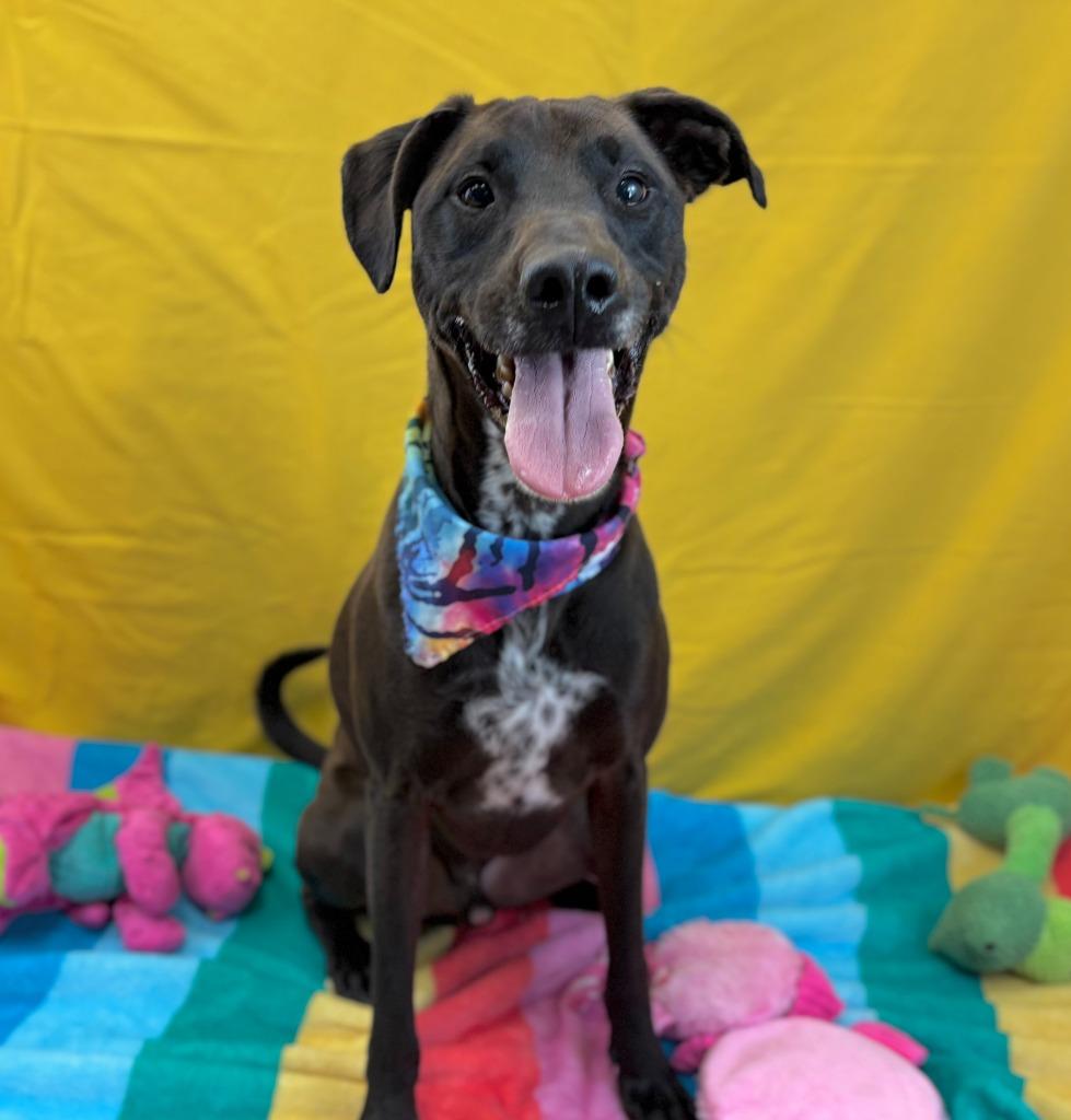 Enlarge Phoenix, a Adoptable mixed breed in Nacogdoches, TX image 3/6