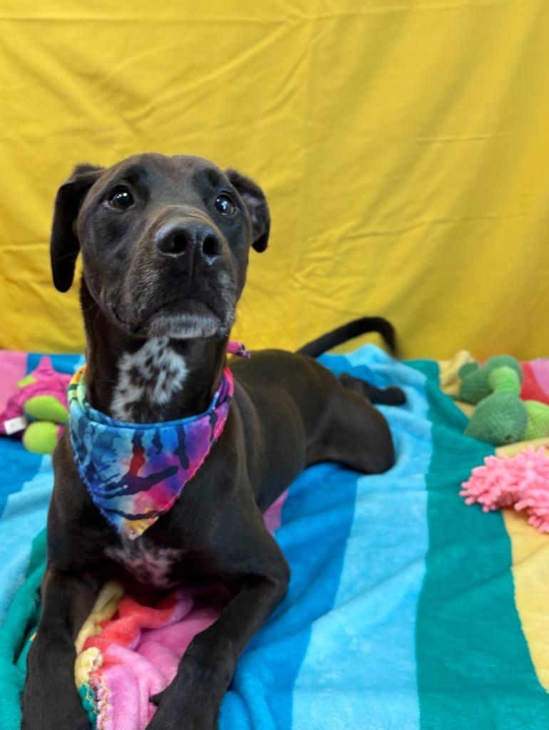 Enlarge Phoenix, a Adoptable mixed breed in Nacogdoches, TX image 4/6