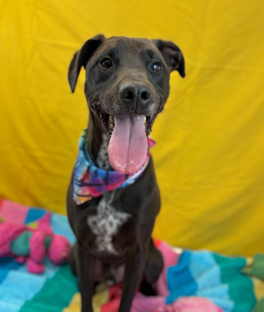 Enlarge Phoenix, a Adoptable mixed breed in Nacogdoches, TX image 5/6