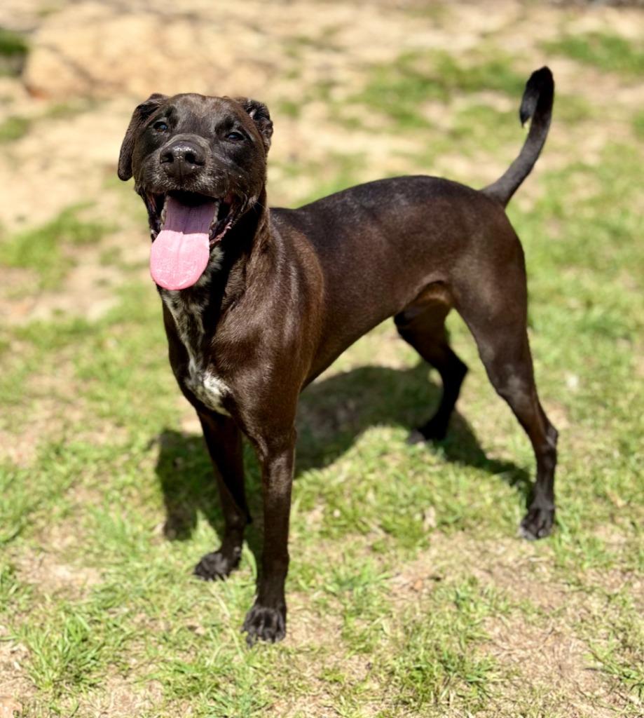 Enlarge Phoenix, a Adoptable mixed breed in Nacogdoches, TX image 6/6