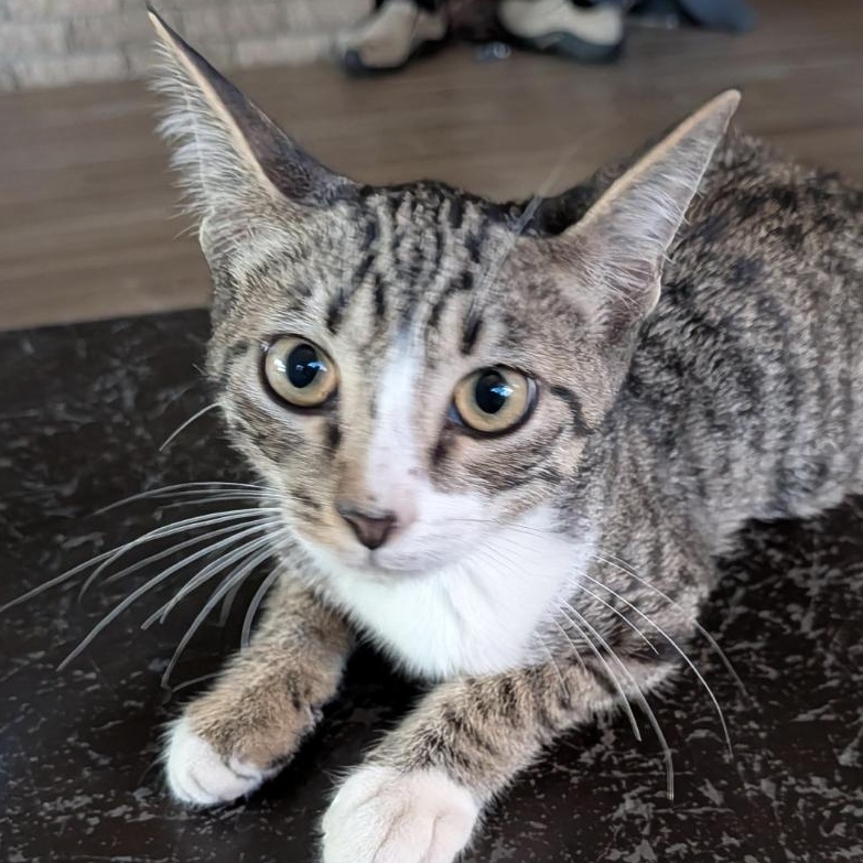 Lynx - photo 1