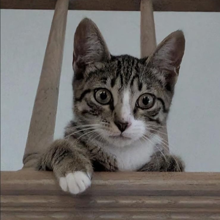 Lynx - photo 2
