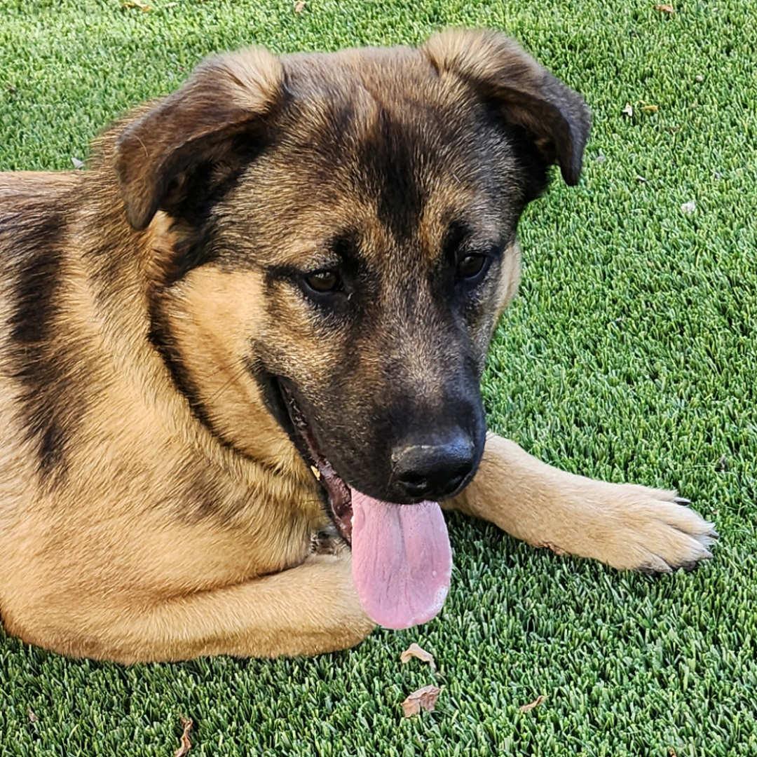 Enlarge Chase, an adopted mixed breed in Burbank, CA image 3/6