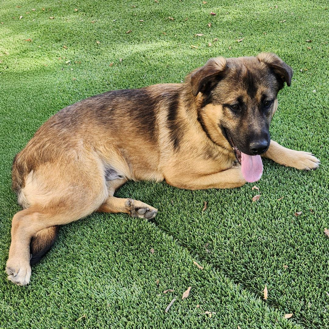 Enlarge Chase, an adopted mixed breed in Burbank, CA image 2/6