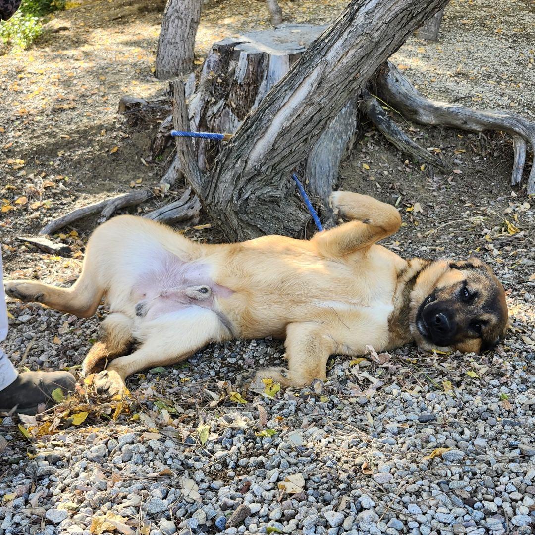 Enlarge Chase, an adopted mixed breed in Burbank, CA image 6/6