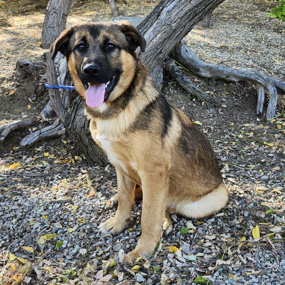 Enlarge Chase, an adopted mixed breed in Burbank, CA image 5/6