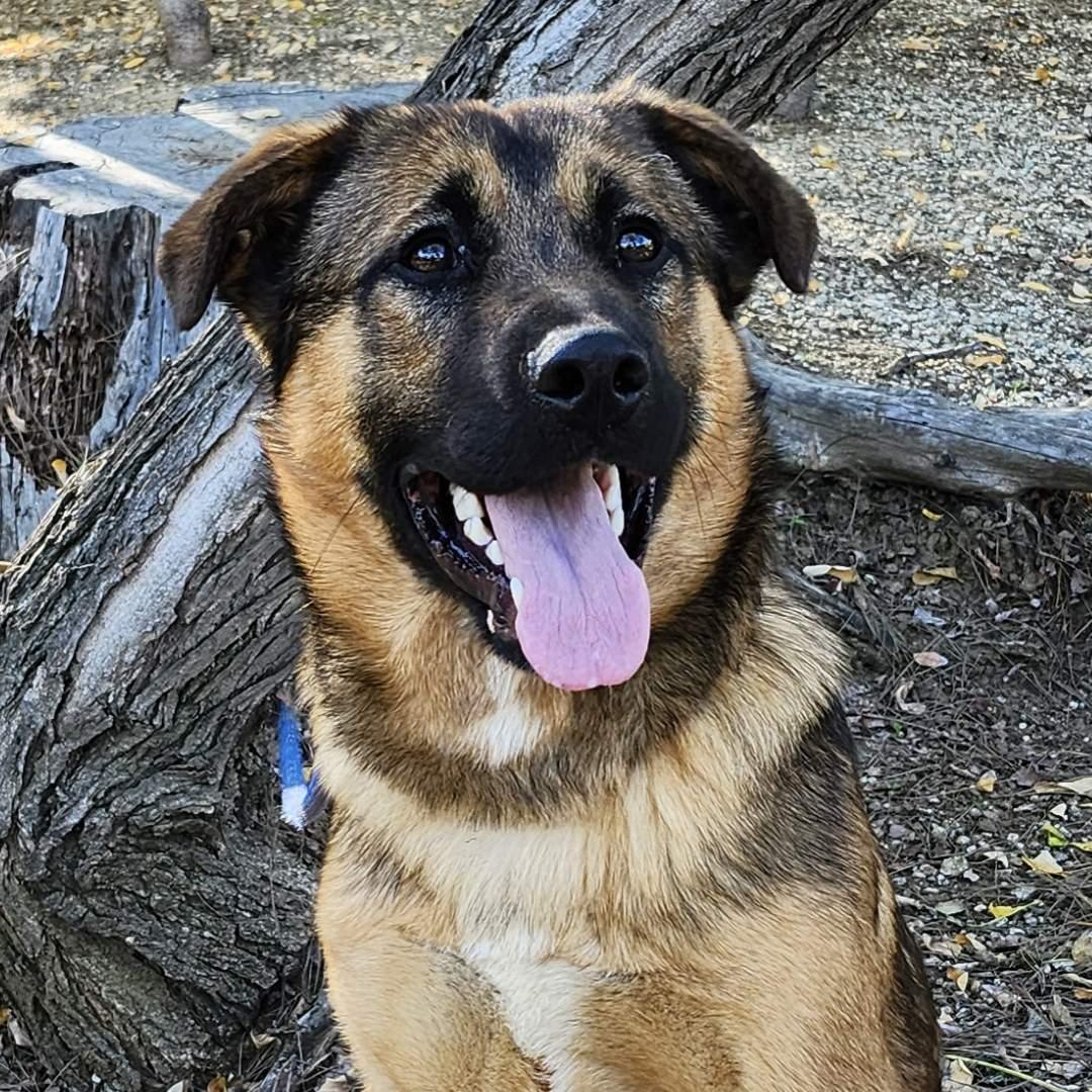 Enlarge Chase, an adopted mixed breed in Burbank, CA image 1/6