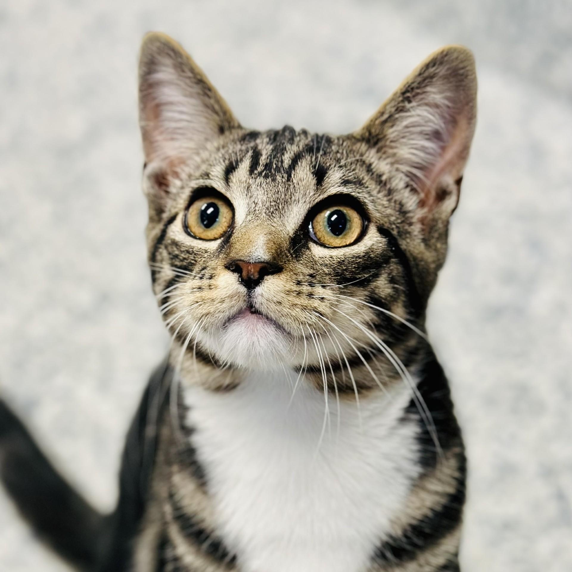 Paco , an adopted Domestic Short Hair in Manahawkin, NJ image 1/2