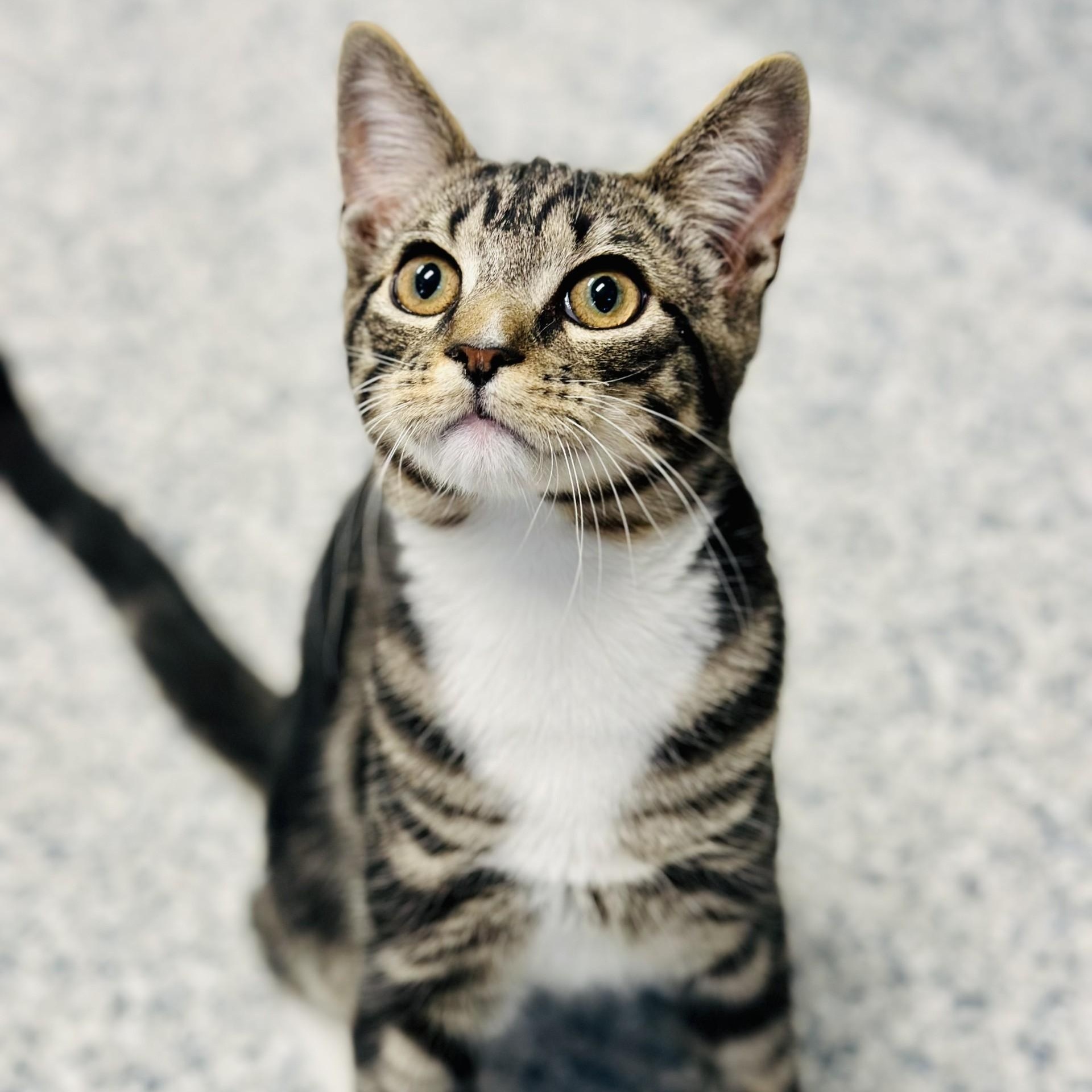 Paco , an adopted Domestic Short Hair in Manahawkin, NJ image 2/2