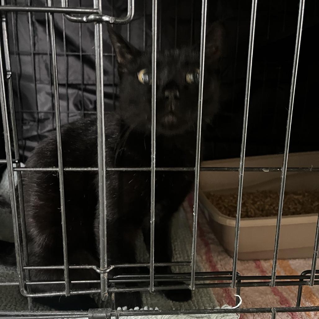 Enlarge Mrs Claws, a Adoptable Domestic Short Hair in Fredericksburg, TX image 1/6