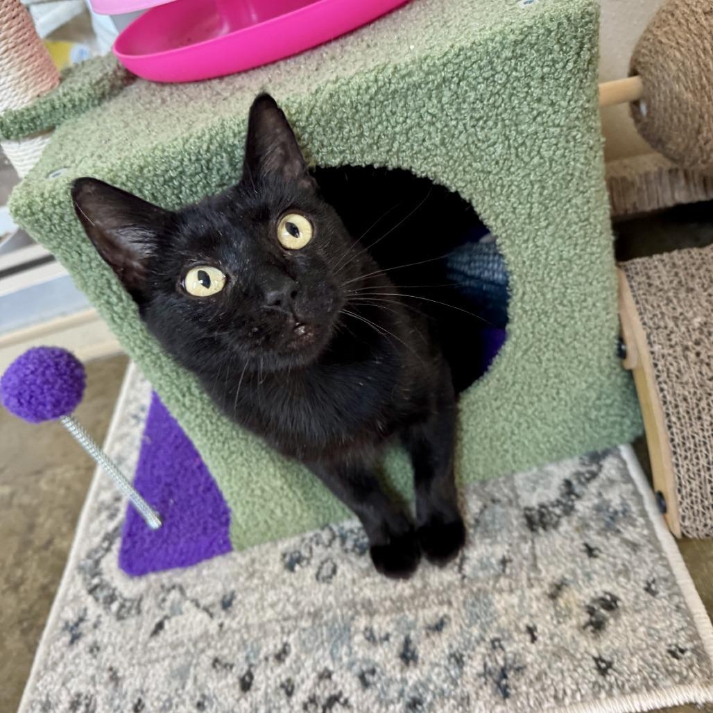 Enlarge Mrs Claws, a Adoptable Domestic Short Hair in Fredericksburg, TX image 2/6