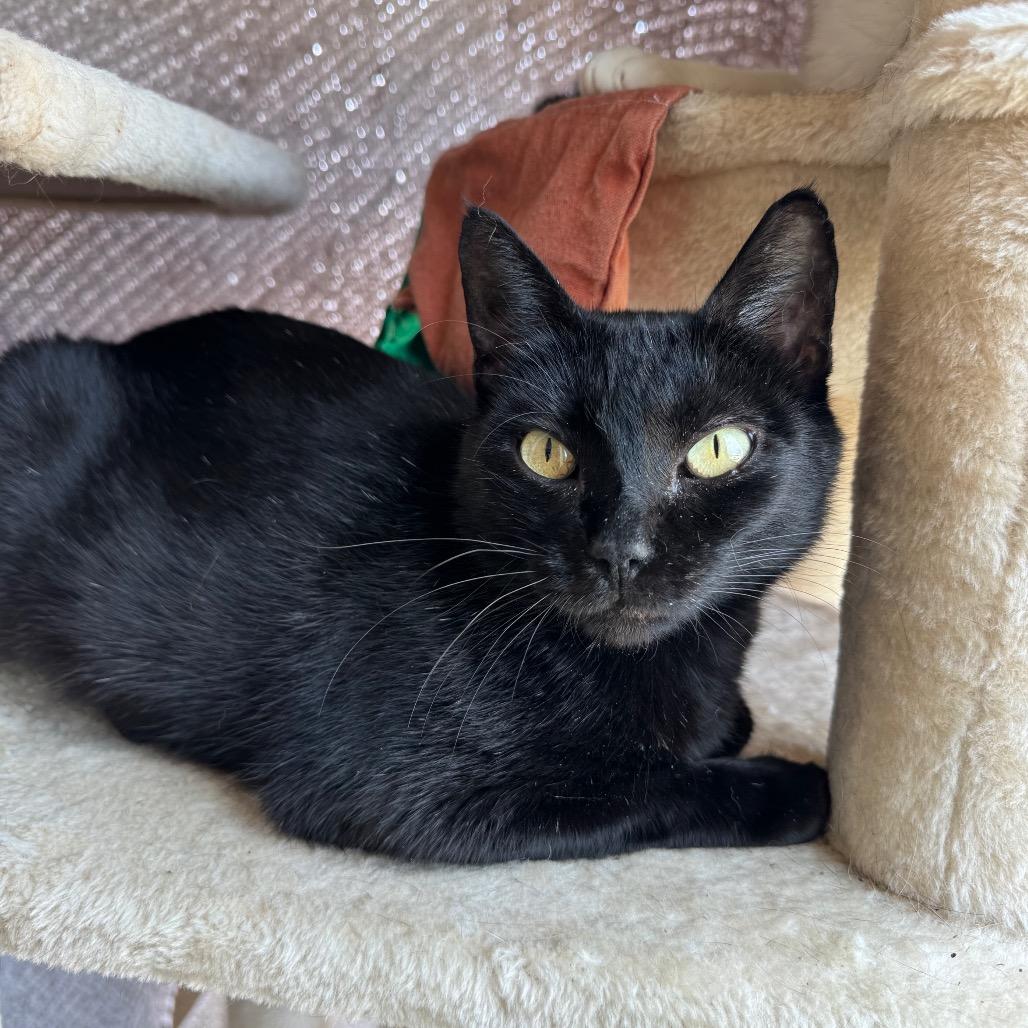 Enlarge Mrs Claws, a Adoptable Domestic Short Hair in Fredericksburg, TX image 3/6