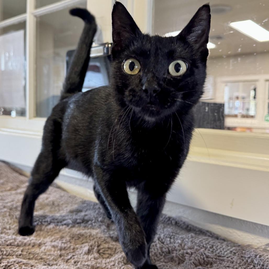 Enlarge Mrs Claws, a Adoptable Domestic Short Hair in Fredericksburg, TX image 5/6