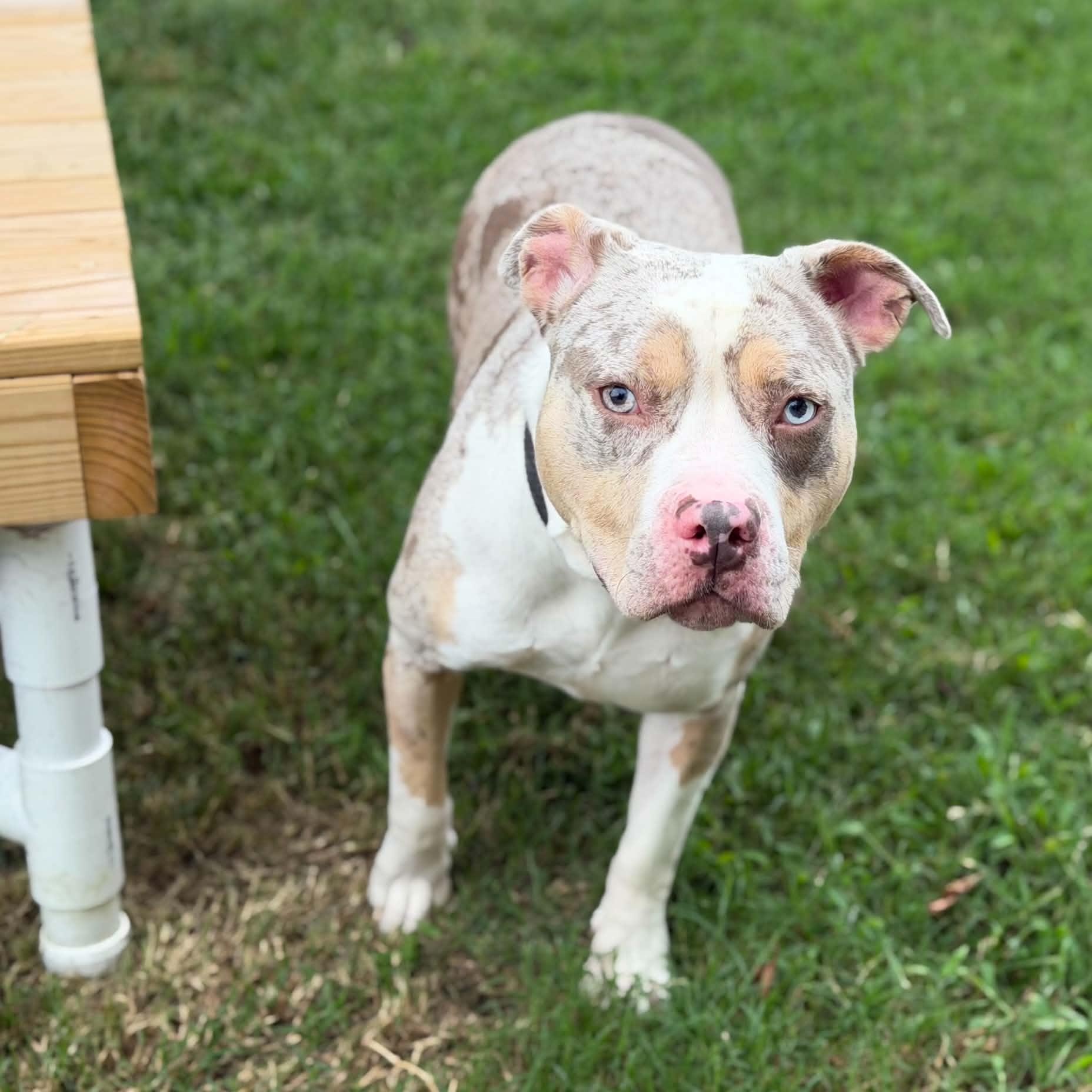 26-01426 STOKELY, Adoptable, Adult Female Pit Bull Terrier.