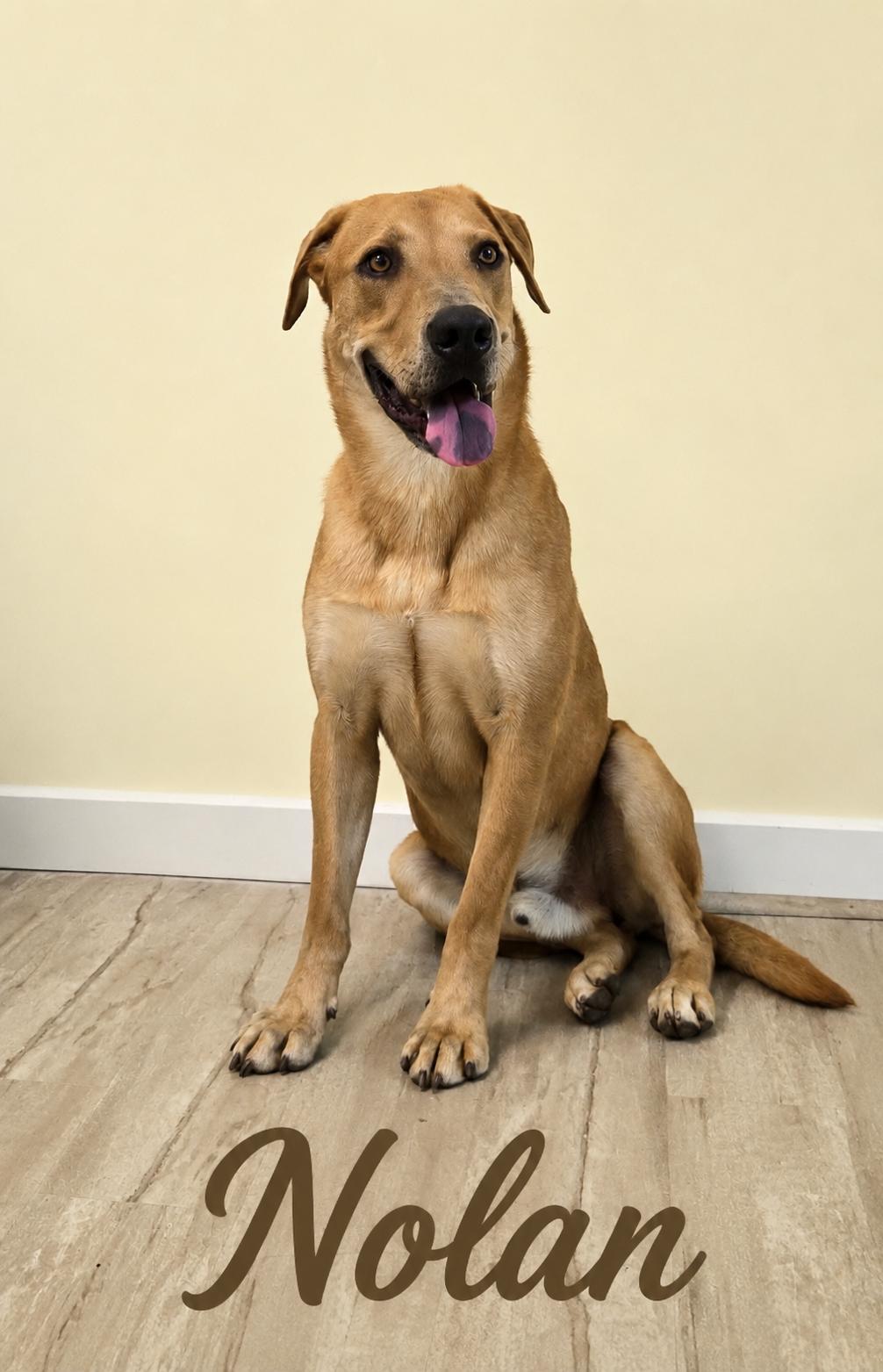 Nolan, ADOPTABLE, Adult Male Hound.
