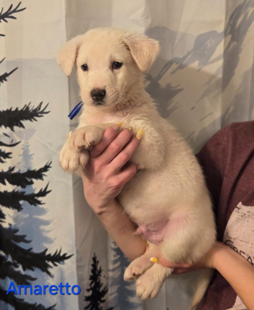 Amaretto, Adoptable, Puppy Male Husky & German Shepherd Dog.