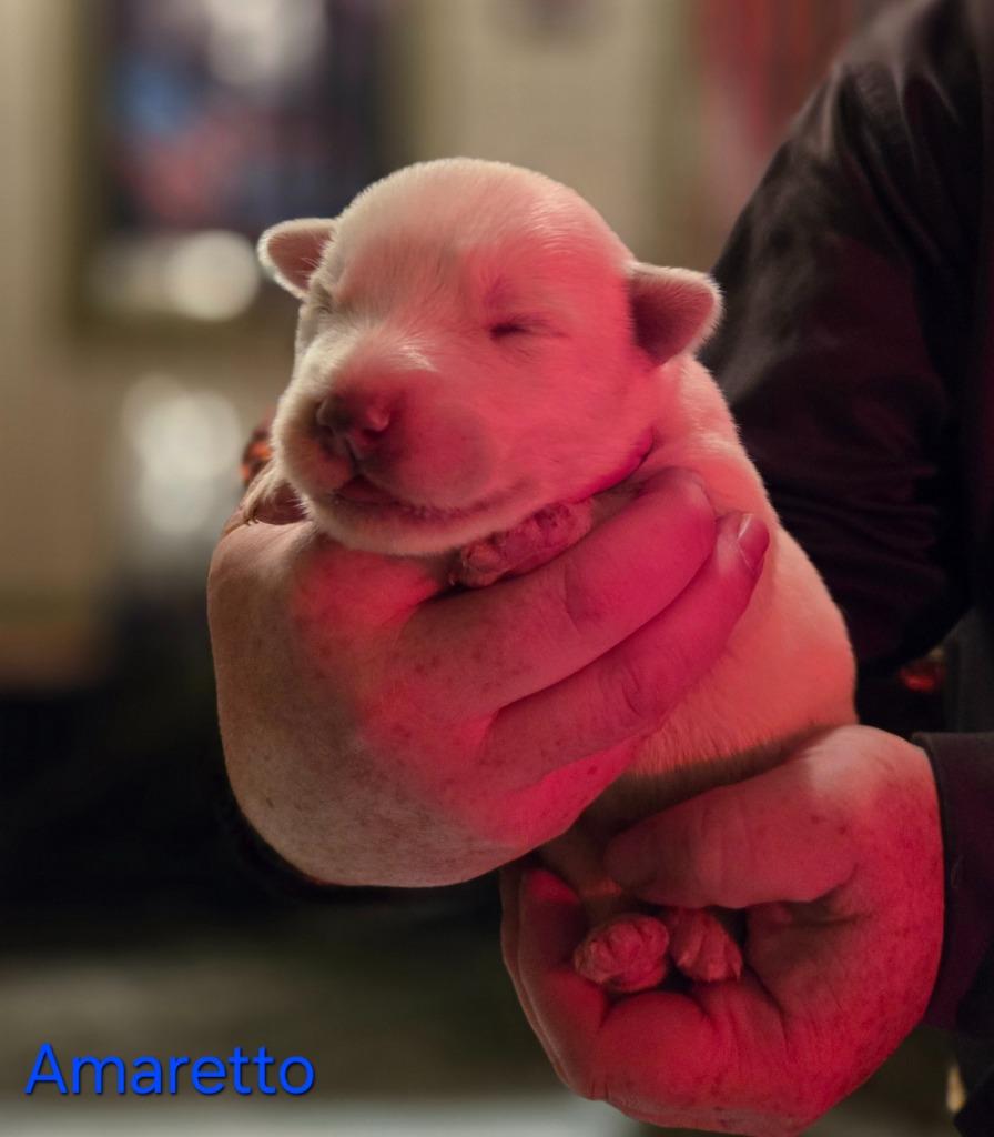 Enlarge Amaretto, a Adoptable mixed breed in Viroqua, WI image 2/6