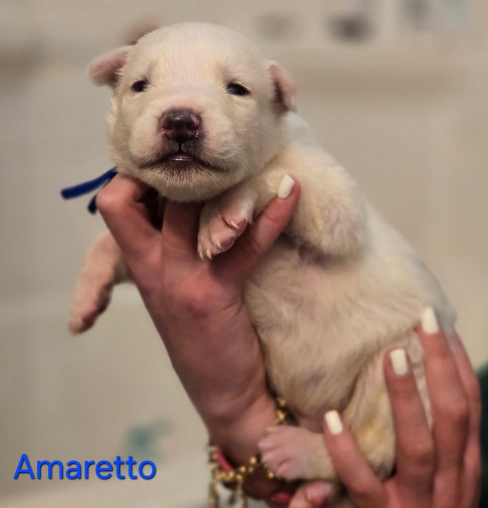 Enlarge Amaretto, a Adoptable mixed breed in Viroqua, WI image 3/6