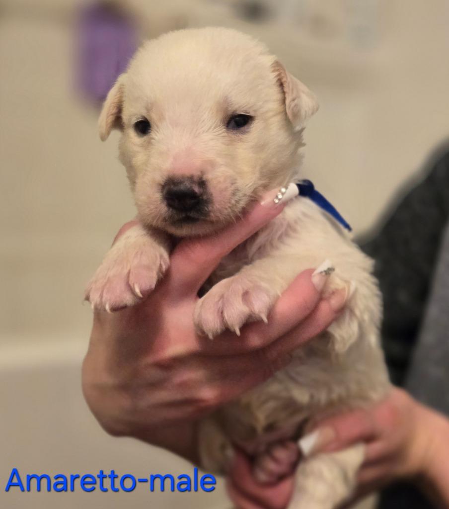 Enlarge Amaretto, a Adoptable mixed breed in Viroqua, WI image 4/6