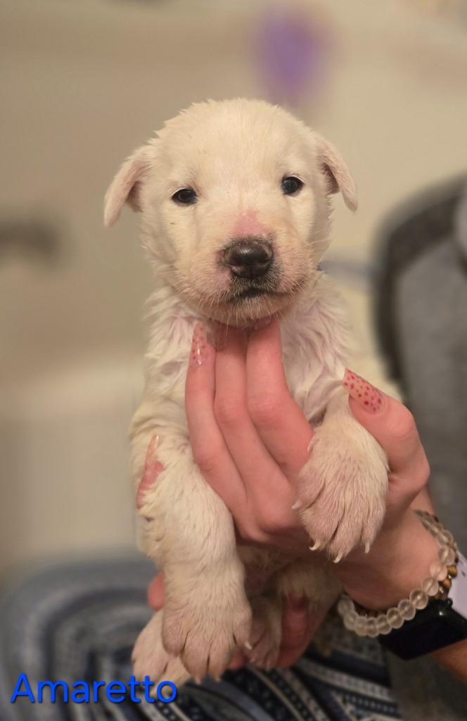 Enlarge Amaretto, a Adoptable mixed breed in Viroqua, WI image 5/6