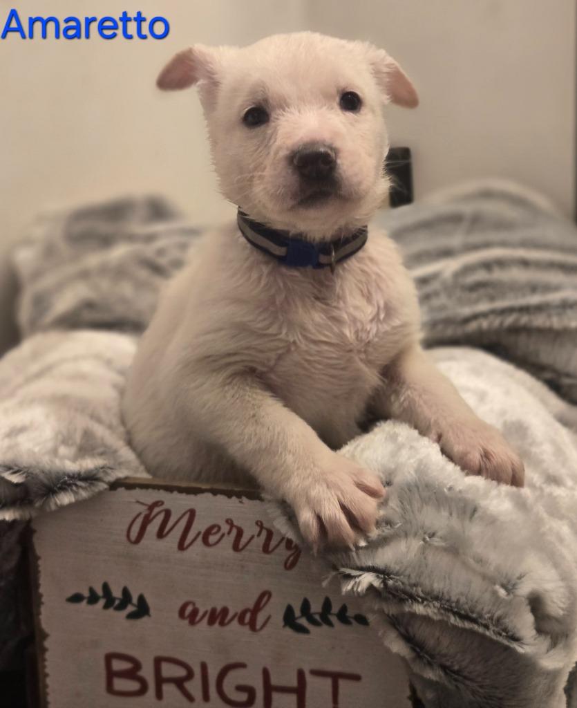 Enlarge Amaretto, a Adoptable mixed breed in Viroqua, WI image 6/6