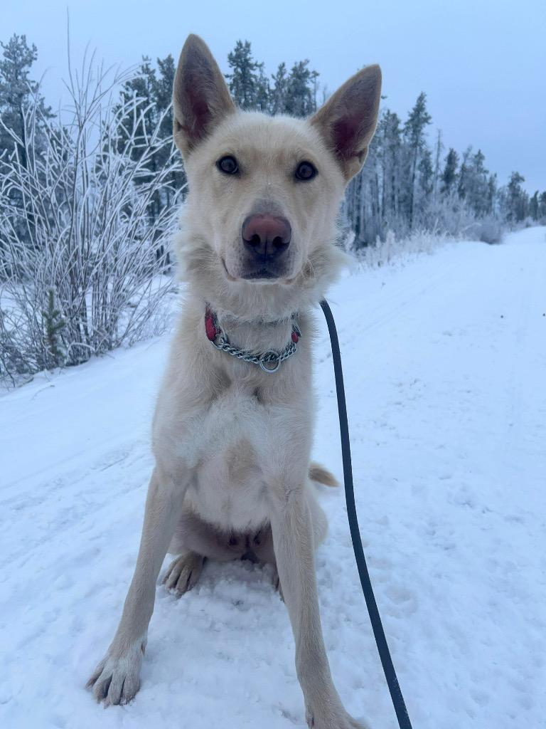 Miso, Adoptable, Adult Female Husky.