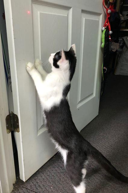 Asiago, a Adoptable Domestic Short Hair in Russellville, KY image 2/3