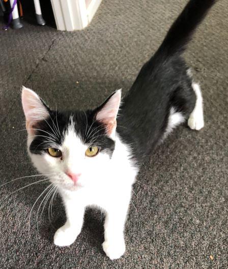 Asiago, a Adoptable Domestic Short Hair in Russellville, KY image 1/3