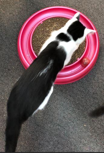 Asiago, a Adoptable Domestic Short Hair in Russellville, KY image 3/3