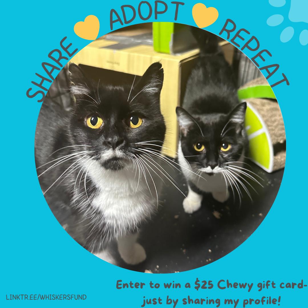 BUNNIE & PIPPIN , Adoptable, Young Female Domestic Medium Hair & Domestic Short Hair.