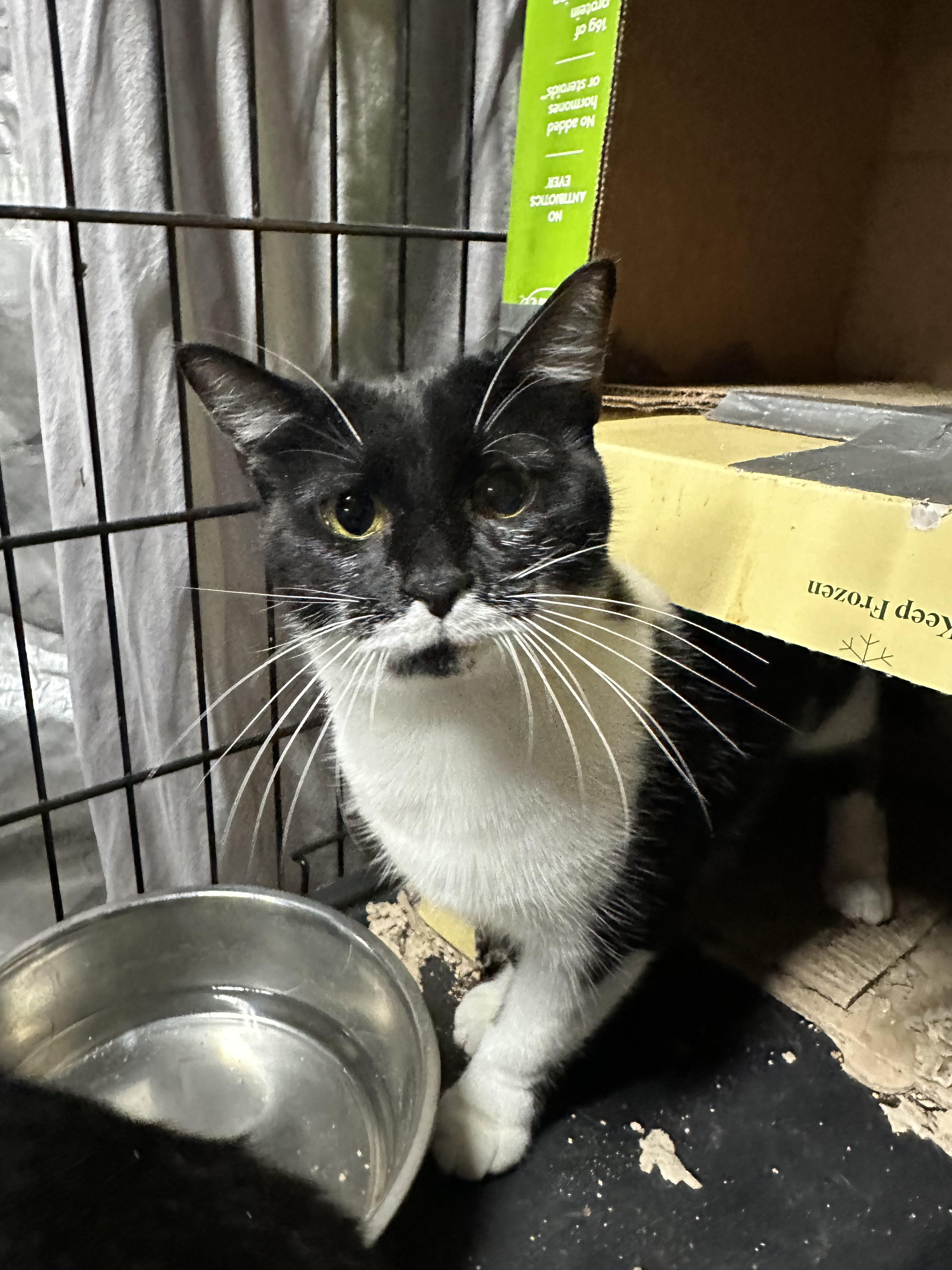 Enlarge BUNNIE & PIPPIN , a Adoptable mixed breed in Fort Kent, ME image 4/6