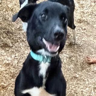 Harrison, ADOPTABLE, Young Male German Shepherd Dog & Mixed Breed.