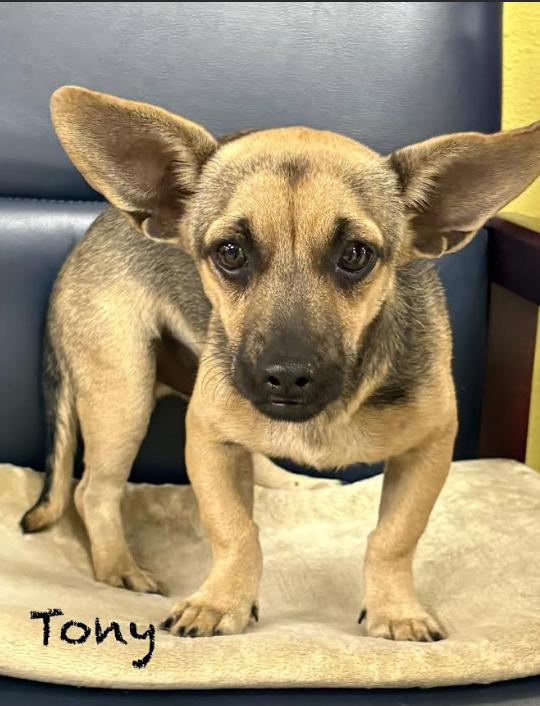 Tony In Tx thumbnail 3