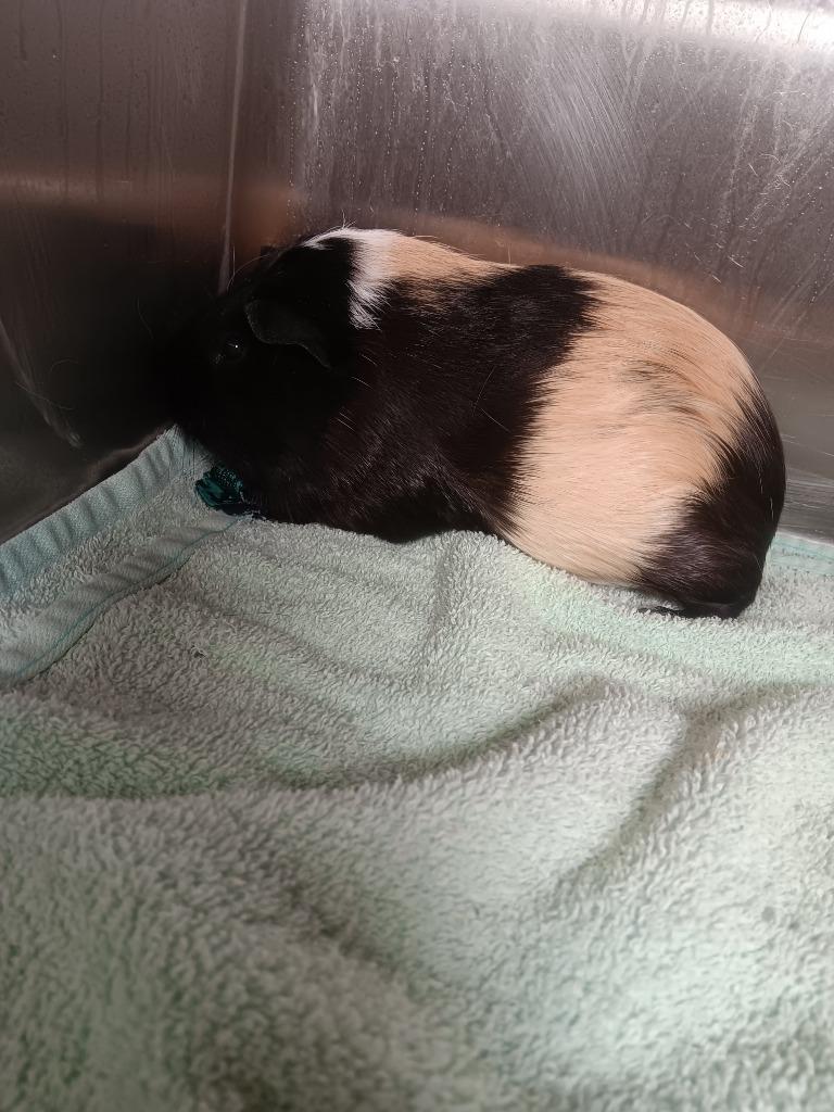 Betty, Adoptable, Young Female Guinea Pig.