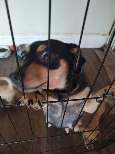 Susie Q, an adoptable Terrier Mix in Coarsegold, CA_image-1