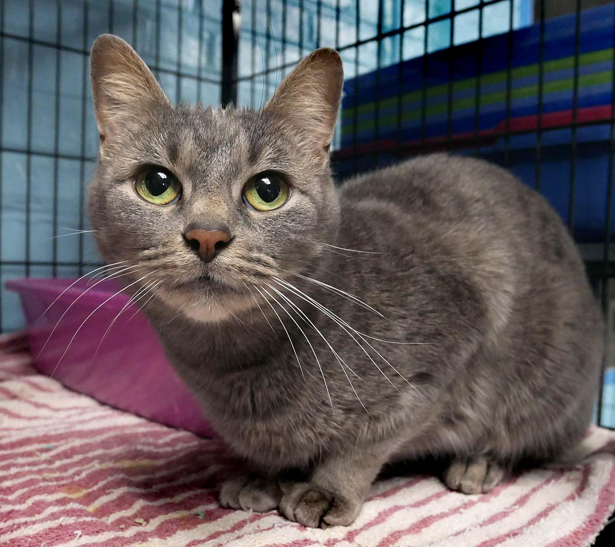 Jasmine, a Adoptable mixed breed in Bloomingdale, NJ image 1/3