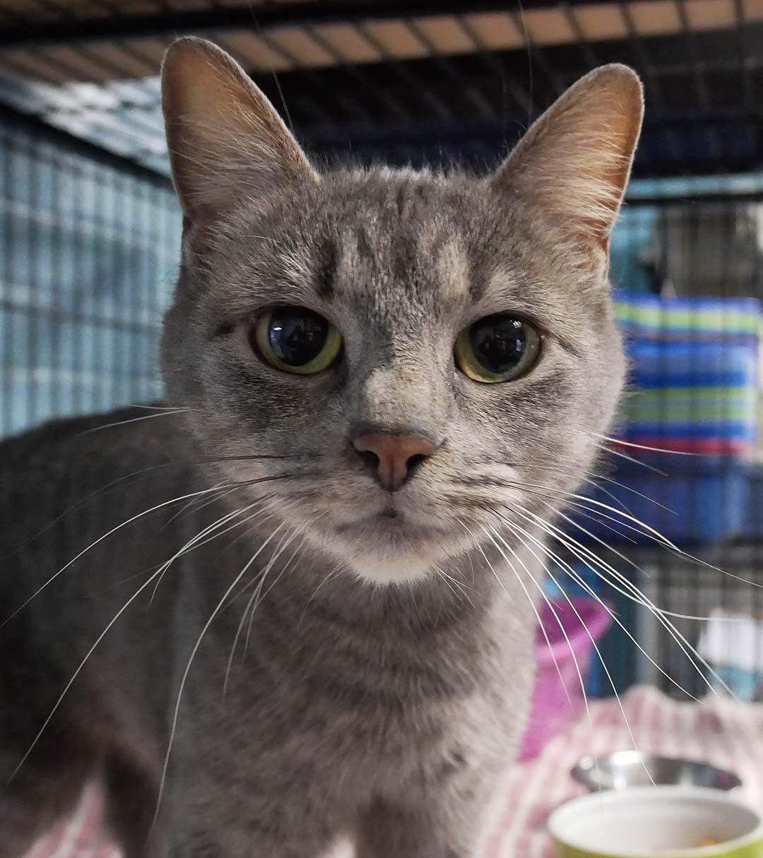 Jasmine, a Adoptable mixed breed in Bloomingdale, NJ image 2/3