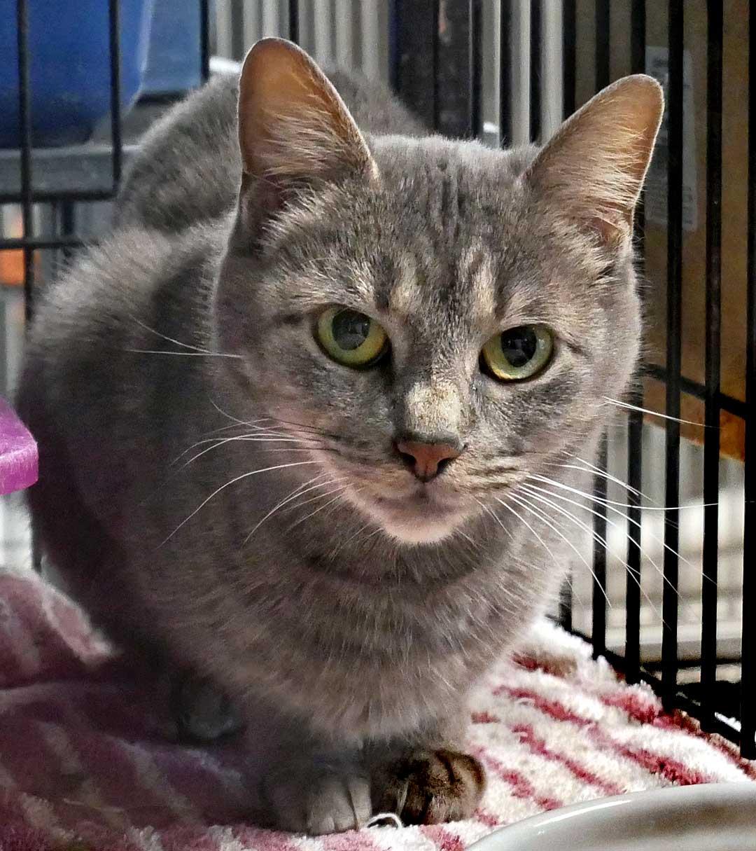 Jasmine, a Adoptable mixed breed in Bloomingdale, NJ image 3/3