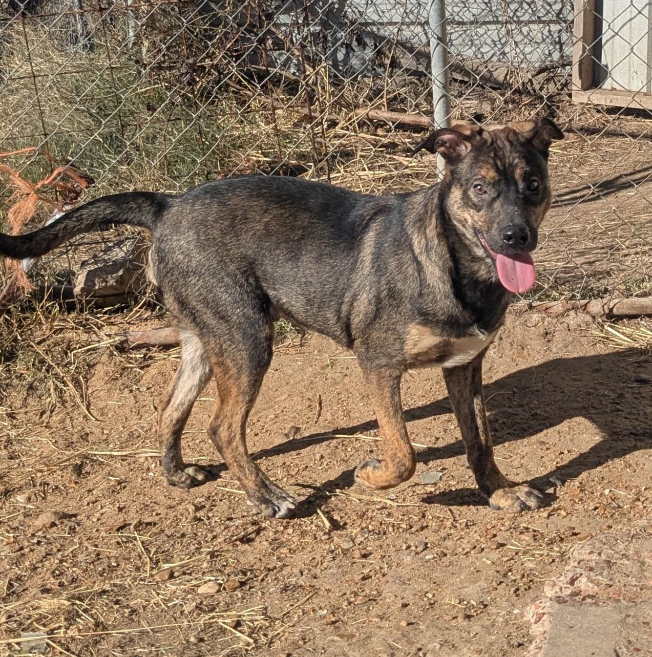Enlarge Chase, a ADOPTABLE mixed breed in Manchester, NH image 6/6