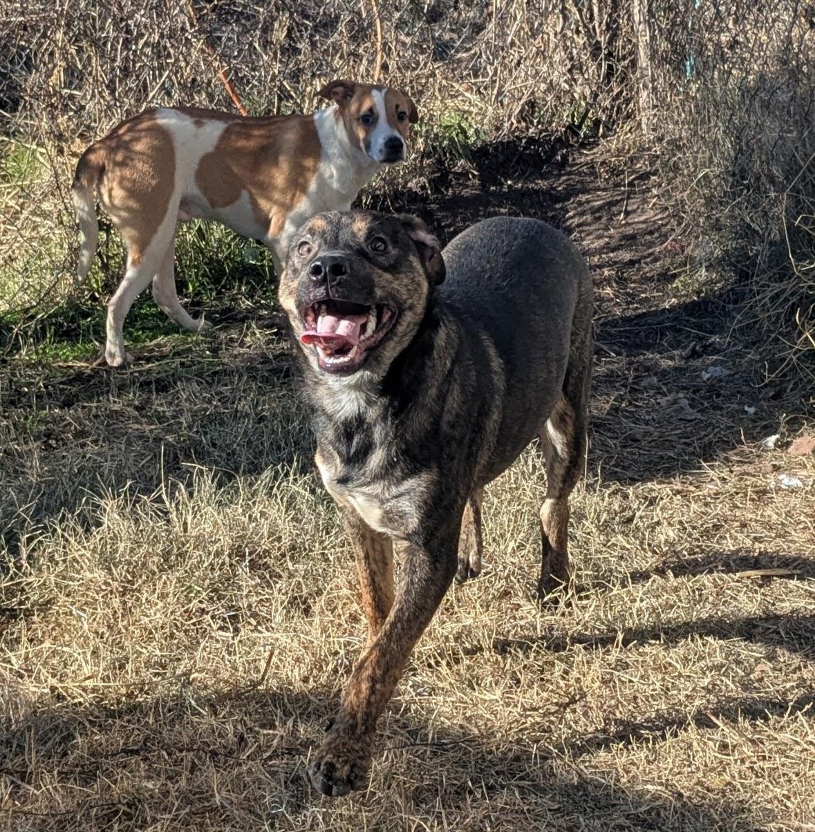 Enlarge Chase, a ADOPTABLE mixed breed in Manchester, NH image 4/6