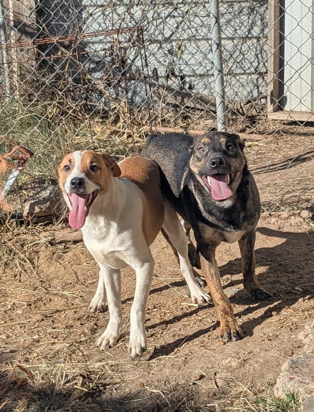 Enlarge Chase, a ADOPTABLE mixed breed in Manchester, NH image 5/6