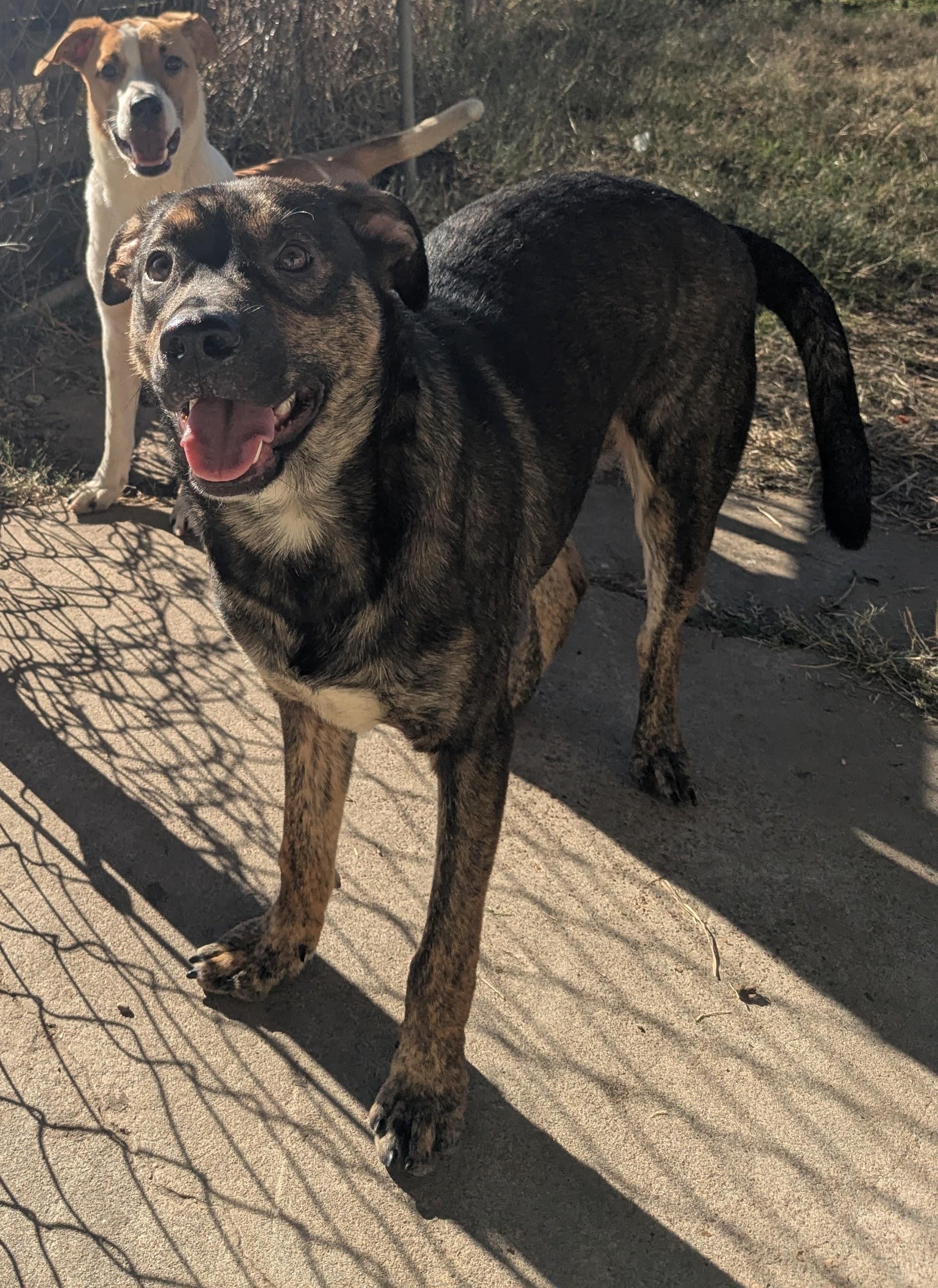 Enlarge Chase, a ADOPTABLE mixed breed in Manchester, NH image 3/6