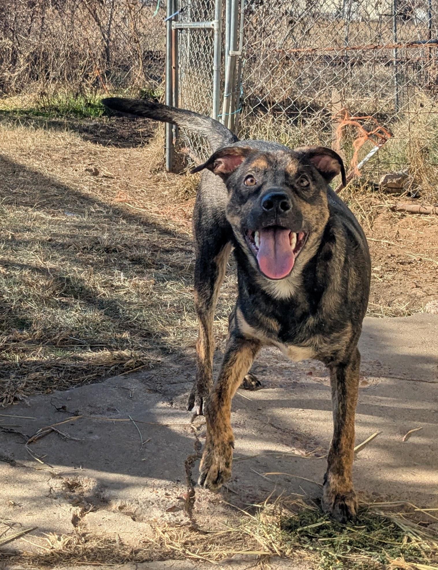 Enlarge Chase, a ADOPTABLE mixed breed in Manchester, NH image 2/6