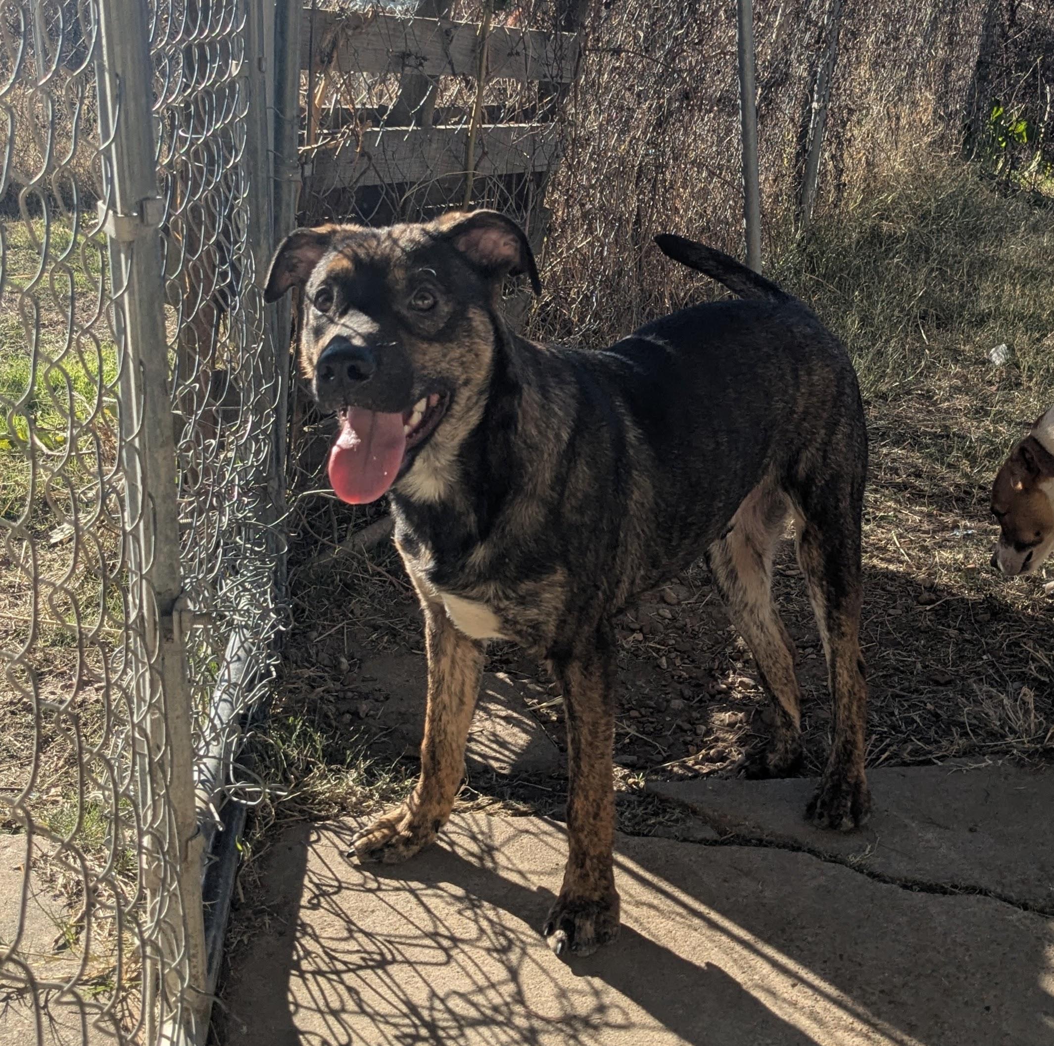 Chase, ADOPTABLE, Adult Male German Shepherd Dog & Hound.