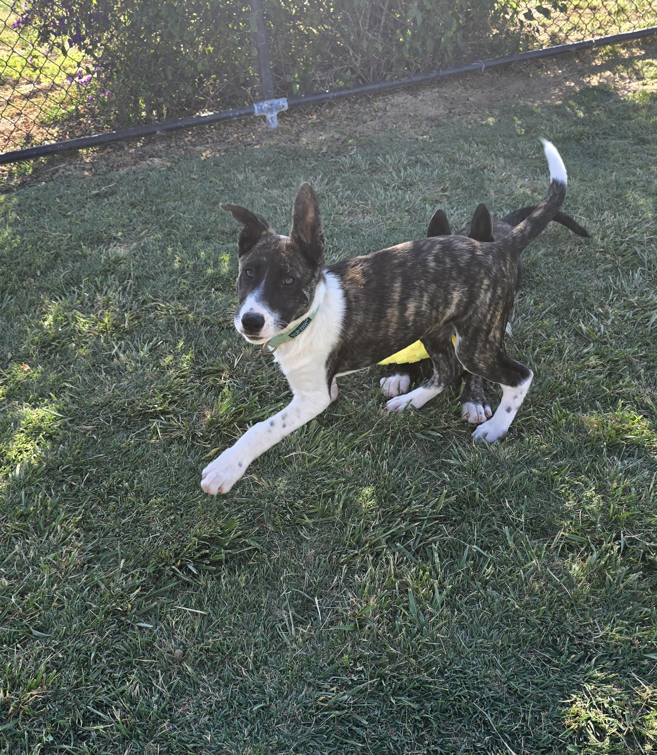 Enlarge Archie, a ADOPTABLE mixed breed in Tracy, CA image 2/5
