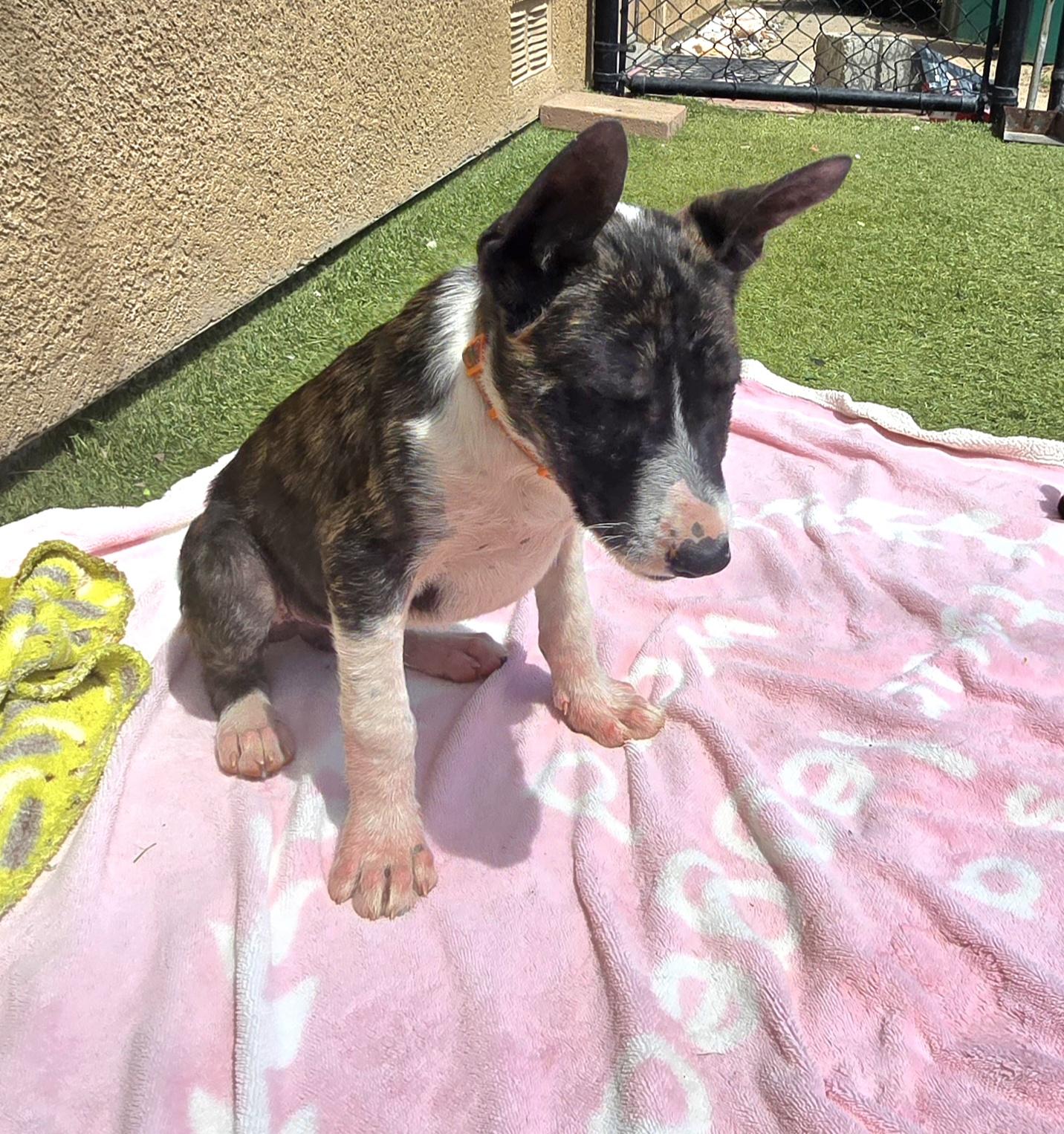 Enlarge Archie, a ADOPTABLE mixed breed in Tracy, CA image 4/5