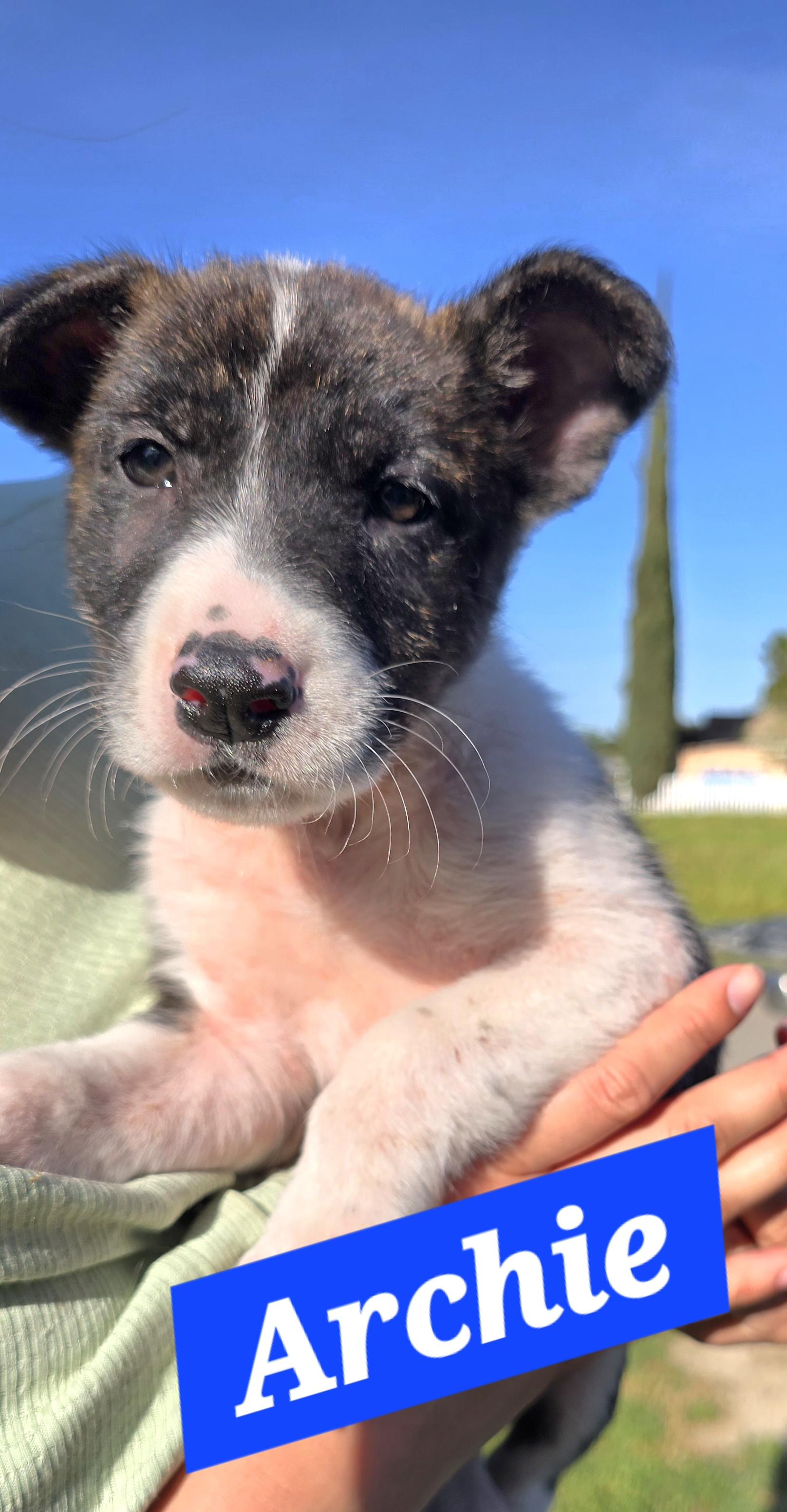 Enlarge Archie, a ADOPTABLE mixed breed in Tracy, CA image 1/3