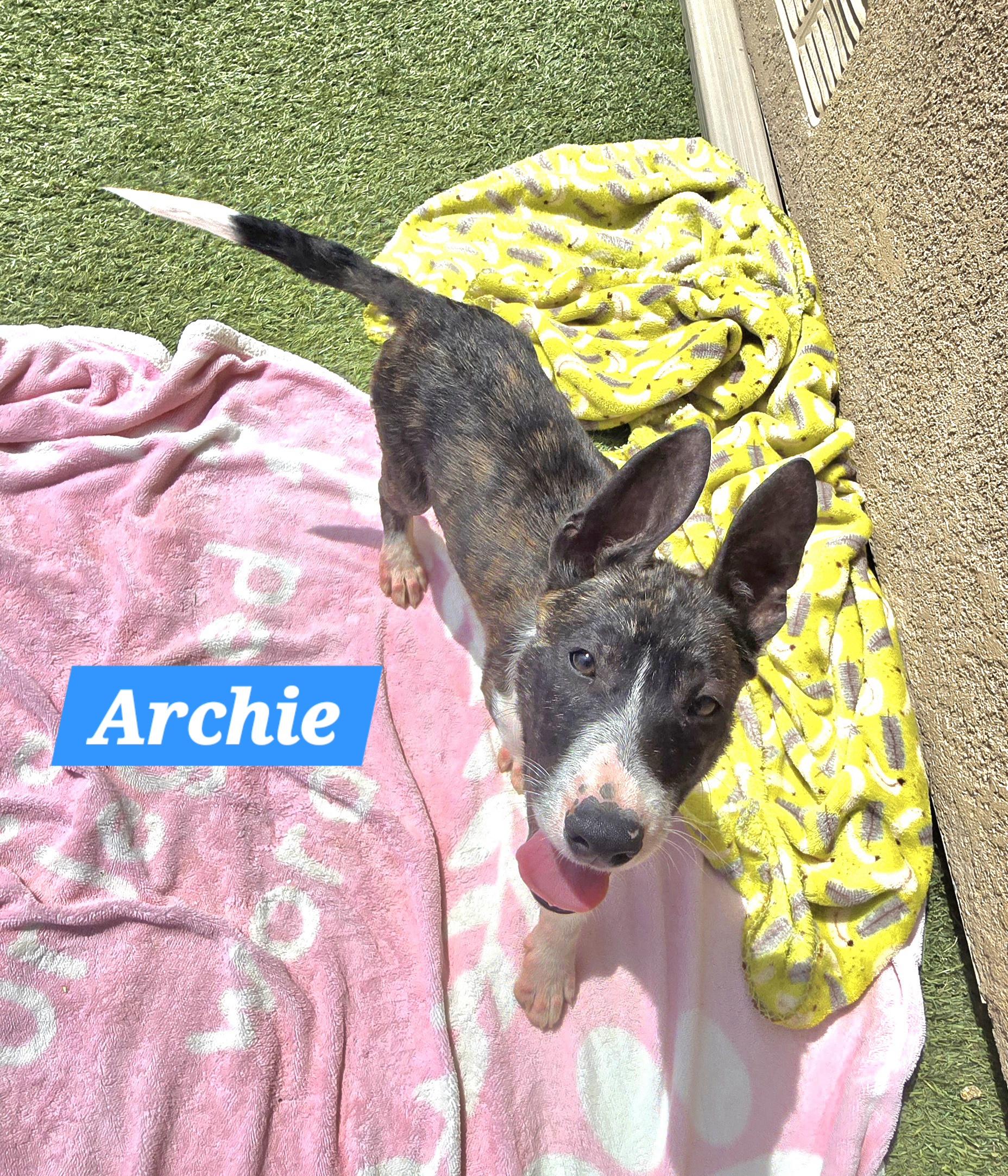 Enlarge Archie, a ADOPTABLE mixed breed in Tracy, CA image 5/5