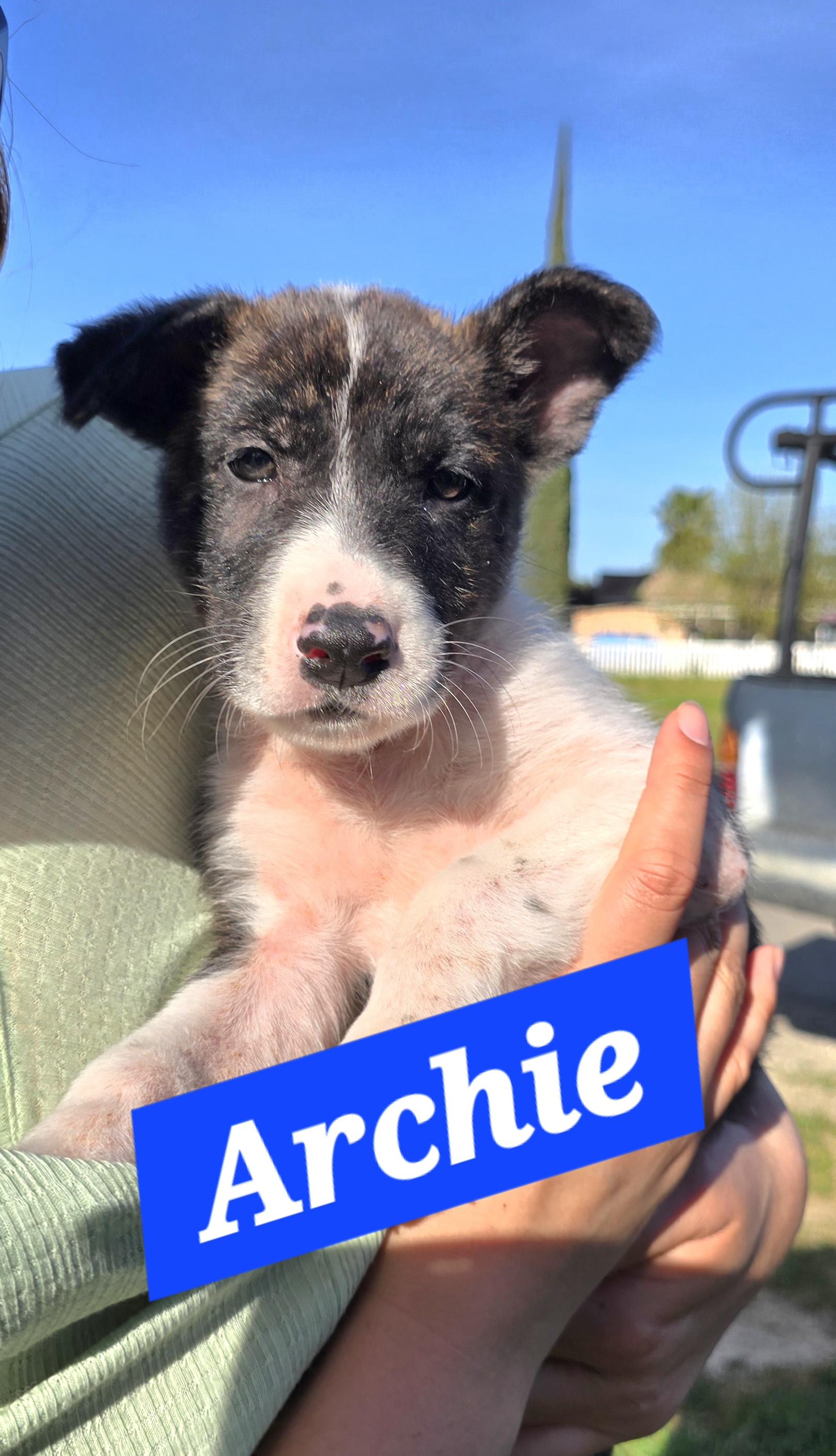 Enlarge Archie, a ADOPTABLE mixed breed in Tracy, CA image 2/3